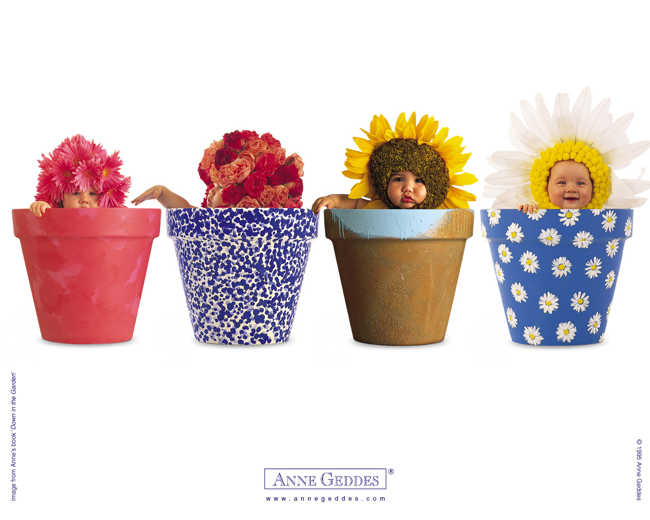 Baby Flower Pots Wallpaper Pictures