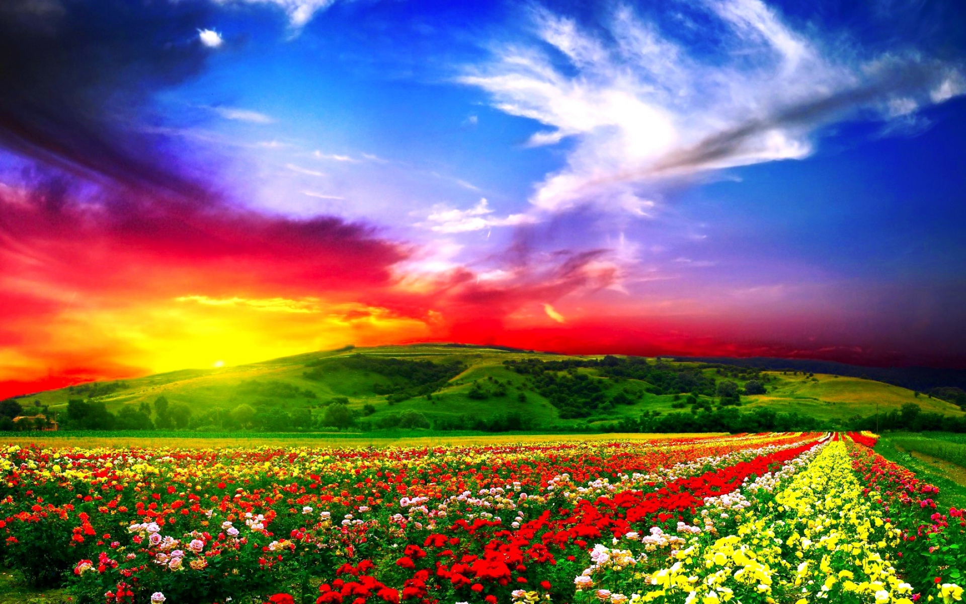 Colorful Flower Fields Wallpaper