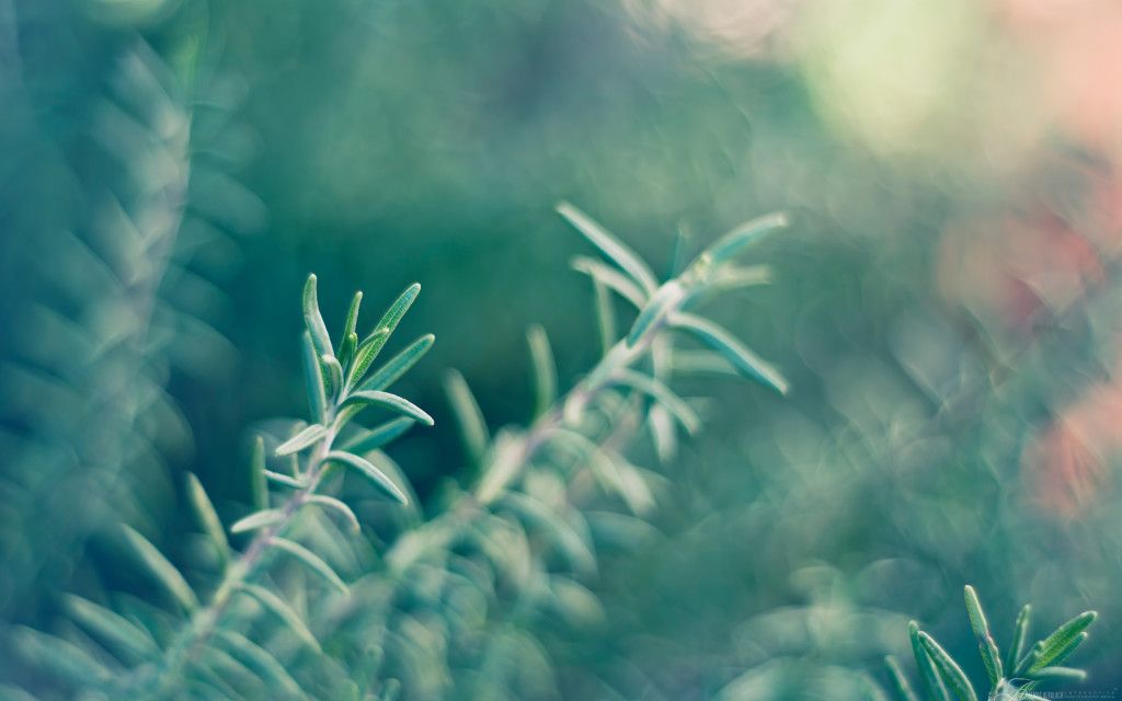 Rosemary Wallpaper HD Widescreen From The Above