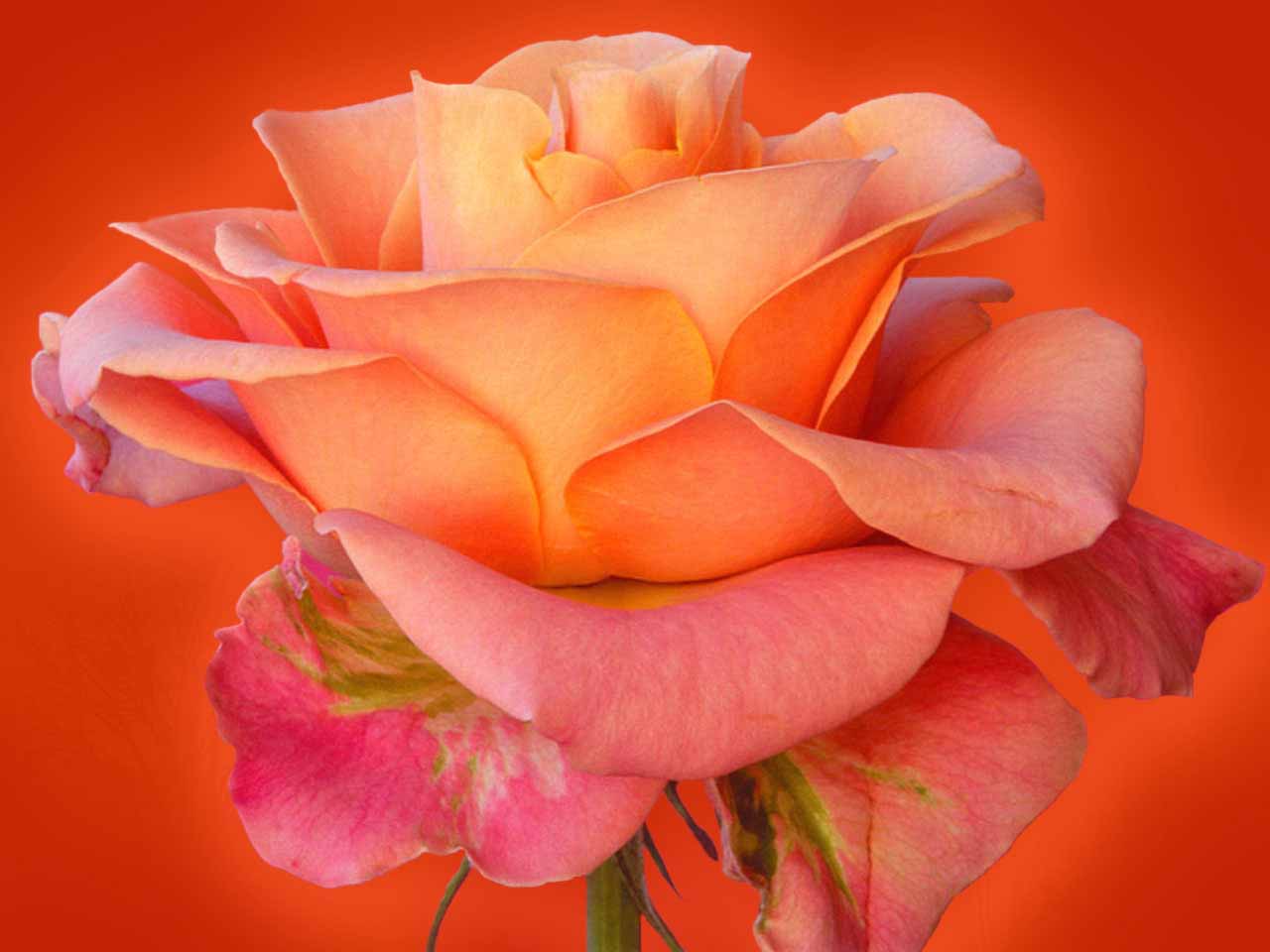 Orange Rose HD Wallpaper