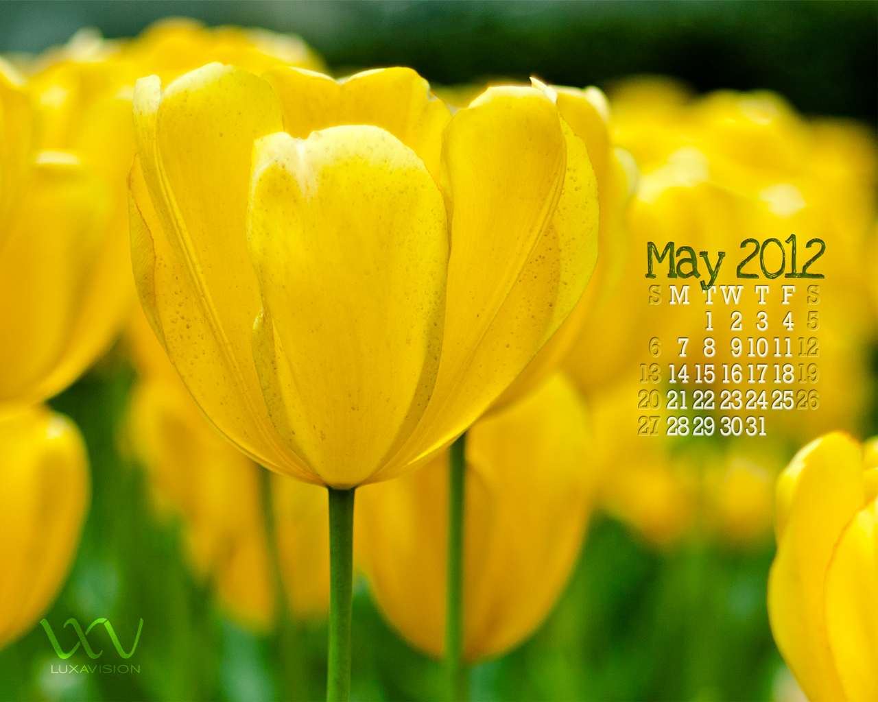 Free Desktop Calendar Wallpaper for May 2012 Yellow Tulips
