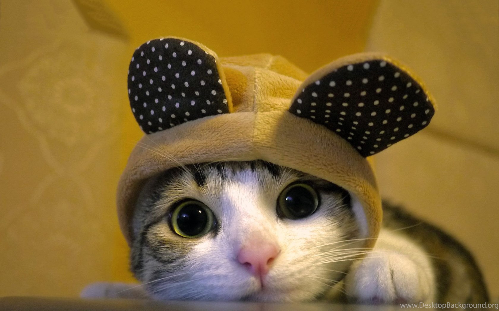 Cute Dressed Cat Wallpaper Pictures Photos Image