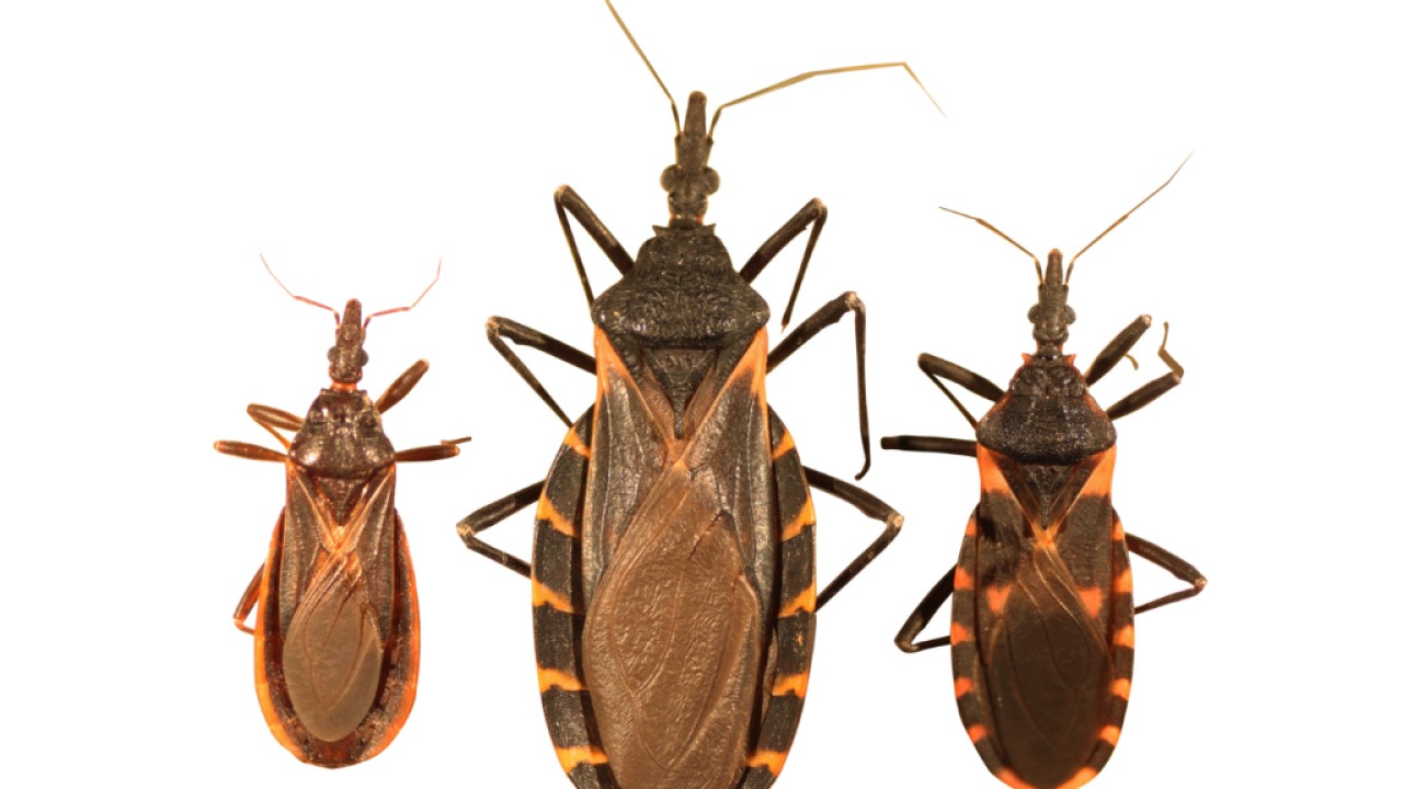 The kissing bug in Colorado Why theyre causing a stir where