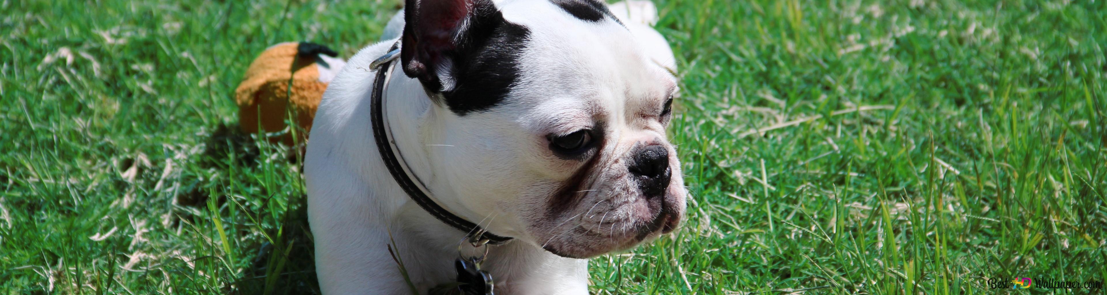 French Bulldog 4k Wallpaper