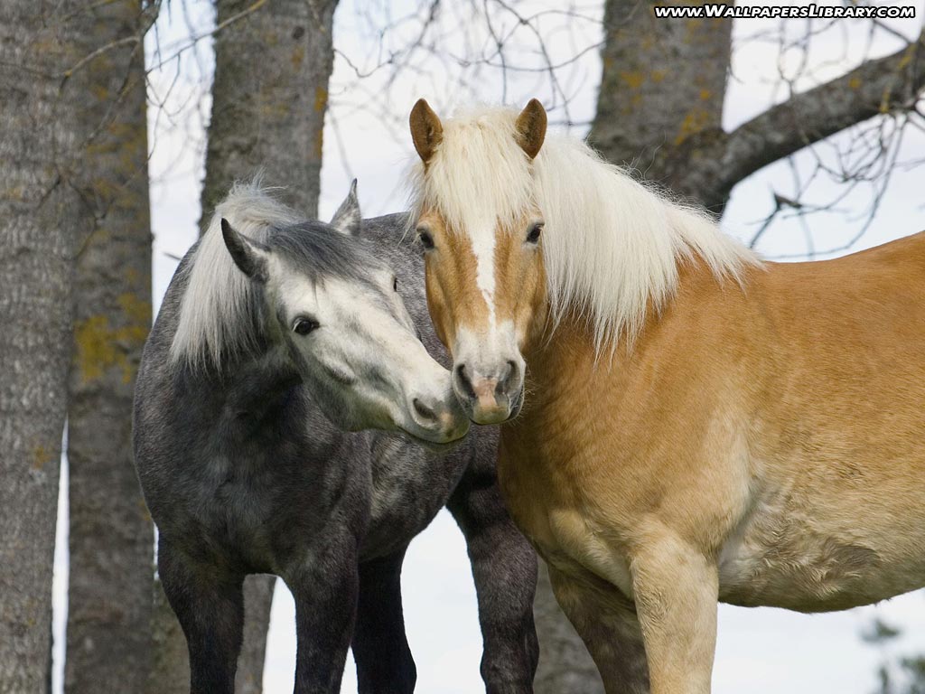 Cute Horses Wallpaper Animals Background