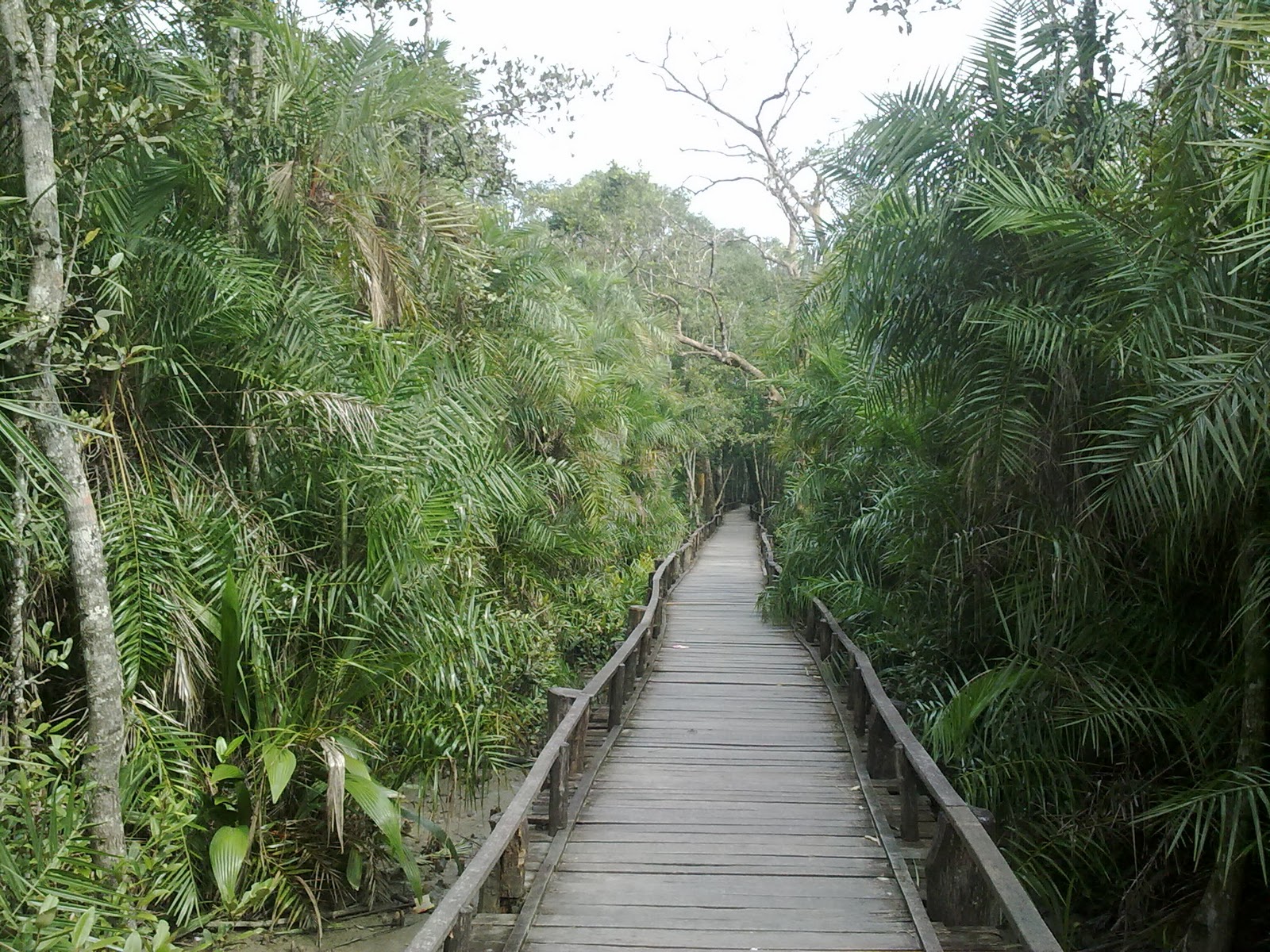 Sundarbans National Park Original Jpg Thousand Wonders