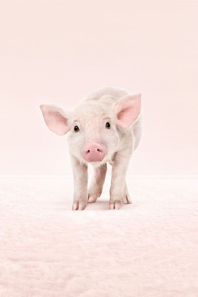 Baby Pig Wallpaper For iPhone HD Background