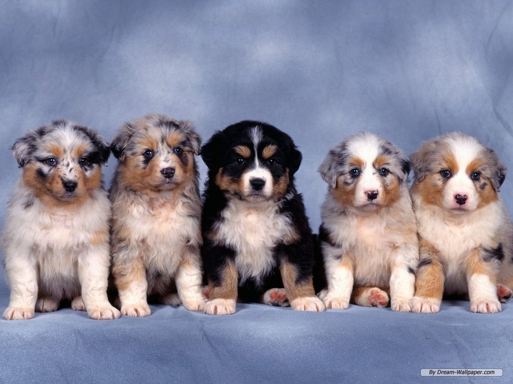 Puppy Wallpaper Dogs
