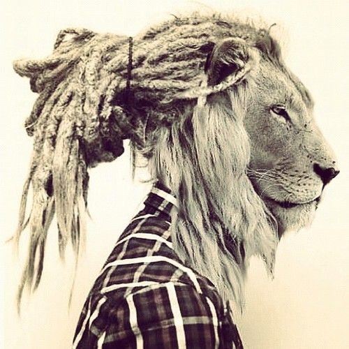 Lion With Dreads Reggae Posts Rasta