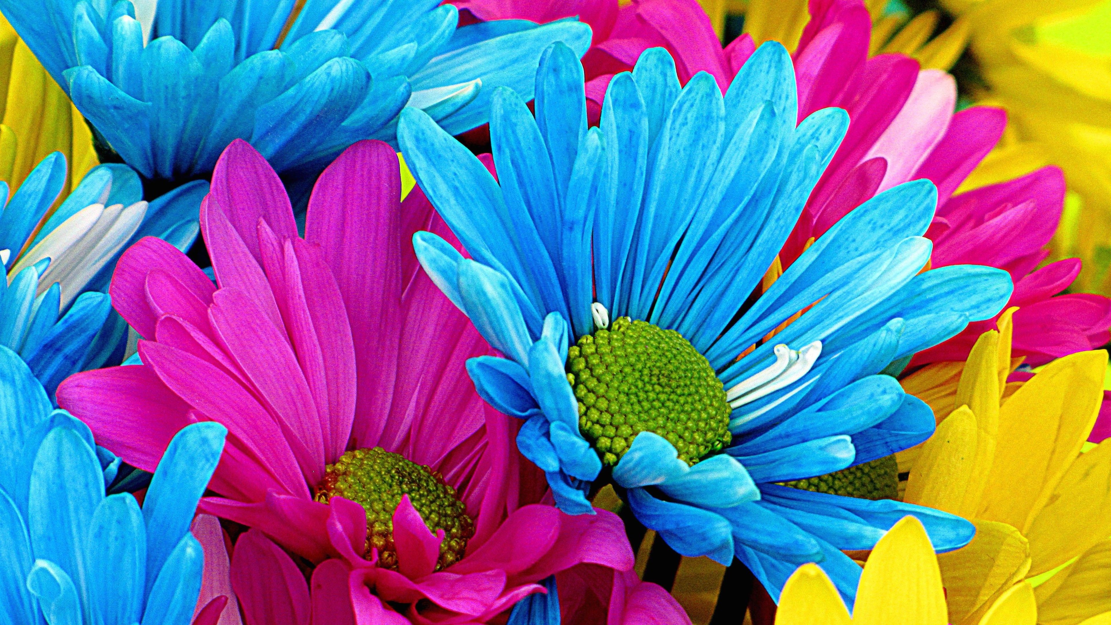 Gerbera Daisies Wallpaper