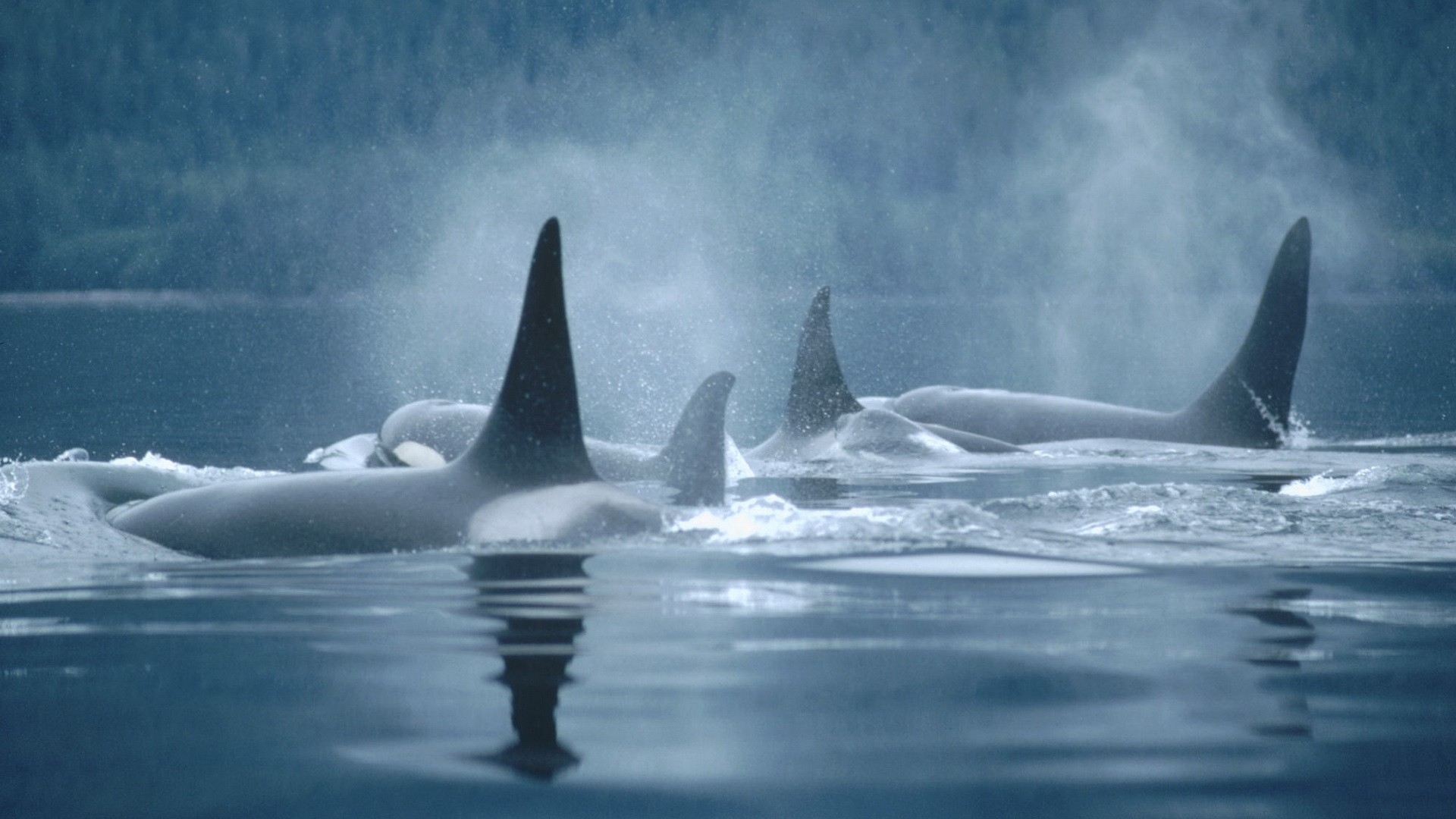 Orca British Columbia Wallpaper Animals HD Hi Res