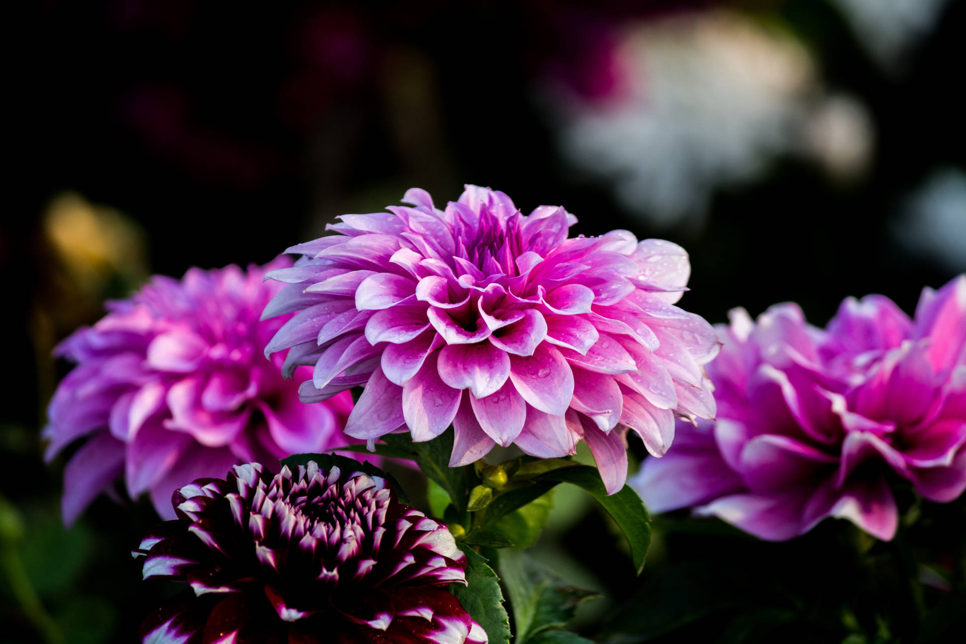 Purple Flower Desktop Wallpaper
