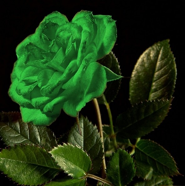 Green Rose Wallpaper Beautiful Flowers Pictures Roses