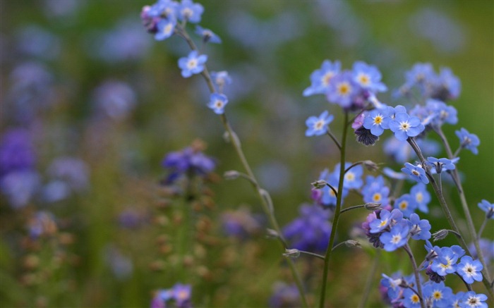 Small And Beautiful Forget Me Flowers HD Wallpaper