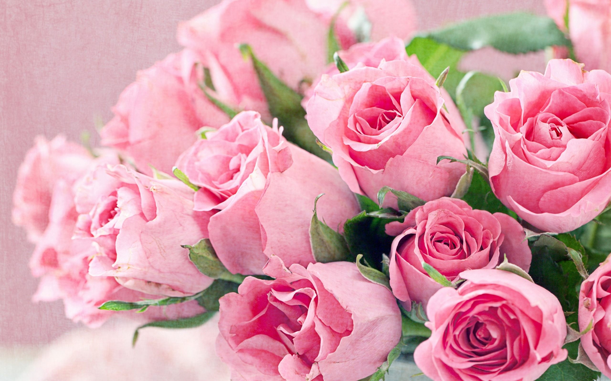 Fresh Roses Pink Flowers Wllpaper HD For Desktop
