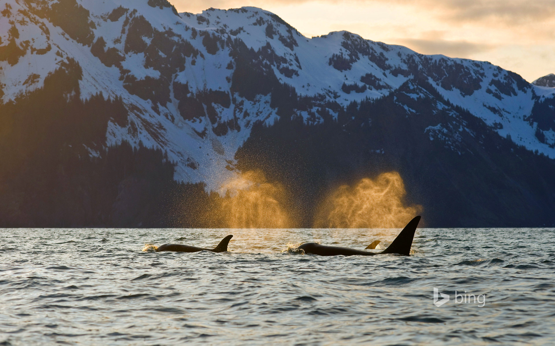 Orcas In Resurrection Bay Near Kenai Fjords National Park Alaska