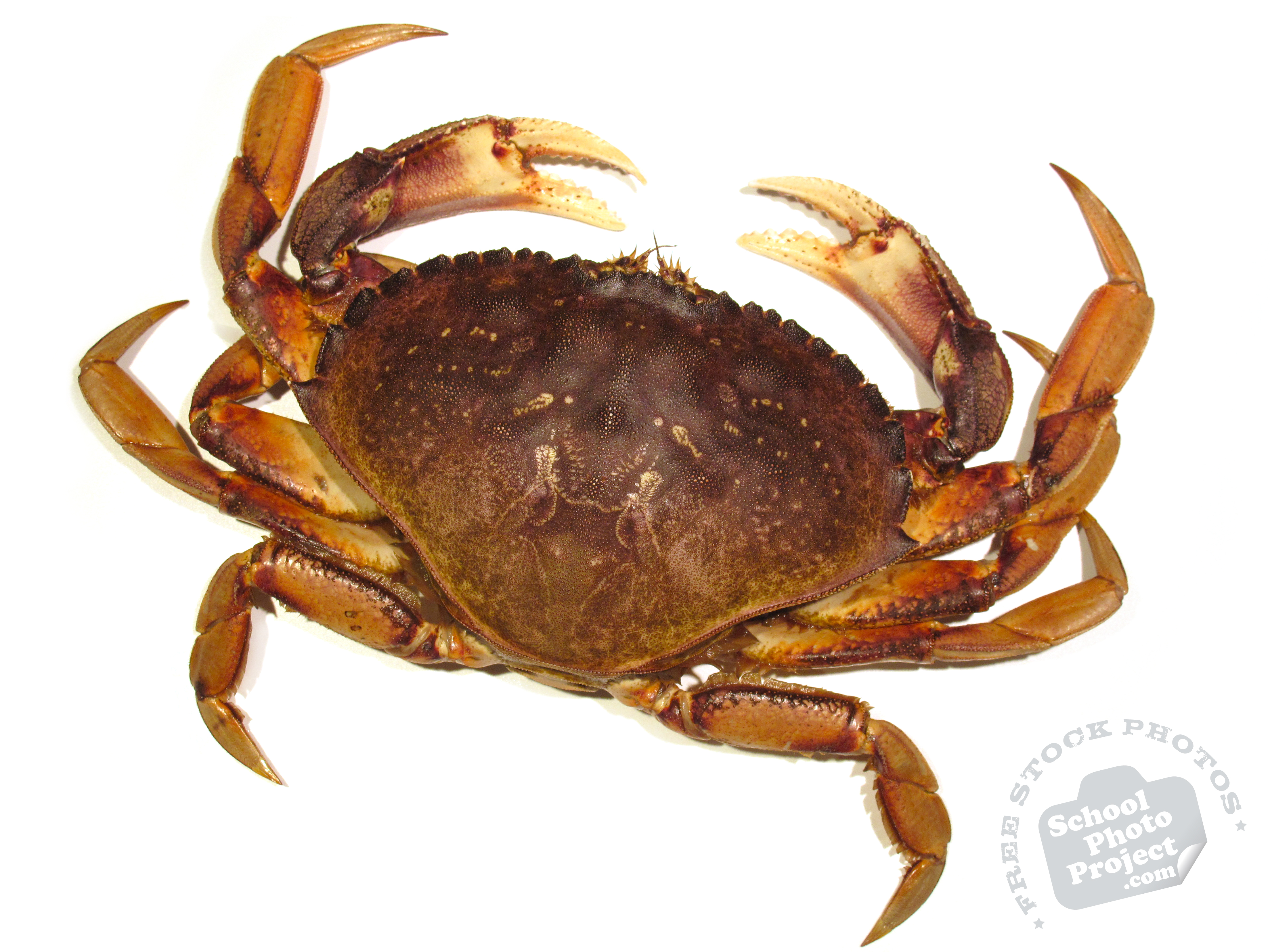 Dungeness Crab Stock Photo Image Picture Wallpaper