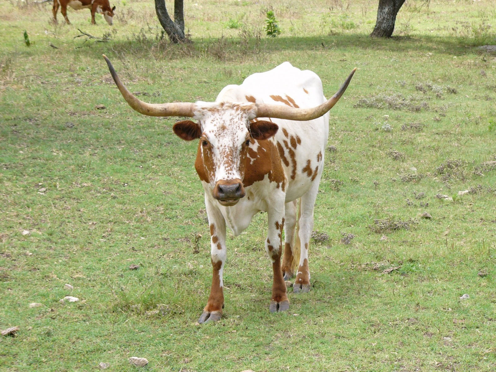 Longhorn Cattle Puter Wallpaper Desktop Background