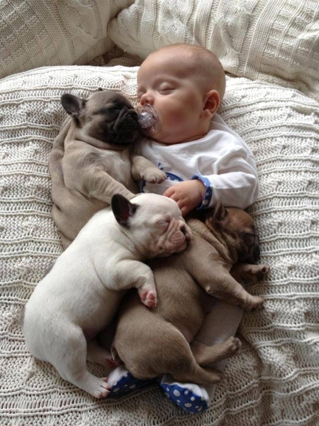 Cute Photos Shows Baby Sleeping With French Bulldog Puppies Melt Your