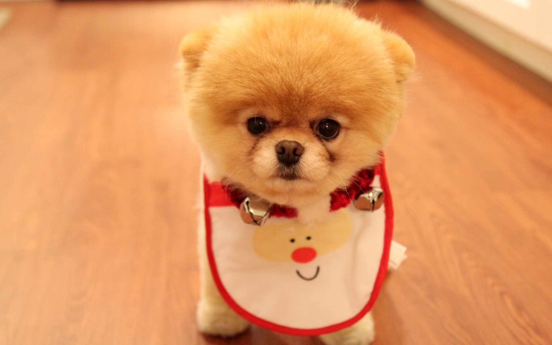 Cute Dog Christmas Wallpaper HD