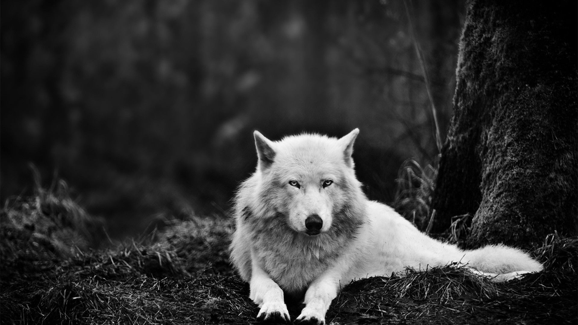 Black And White Wolf Wallpaper 4k HD