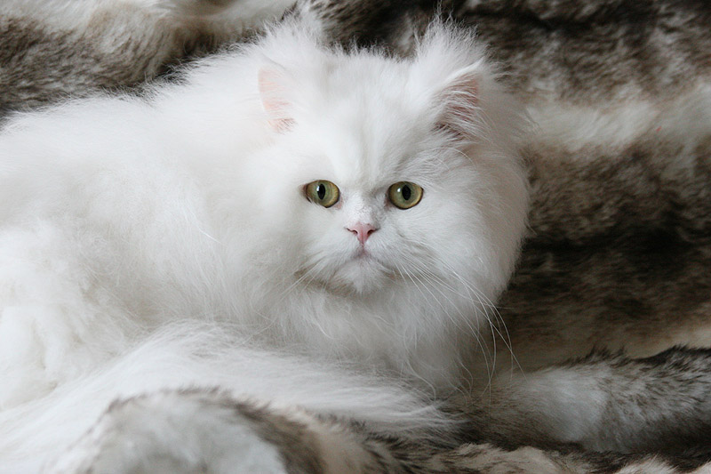 White Persian Cat Image Wallpaper HD