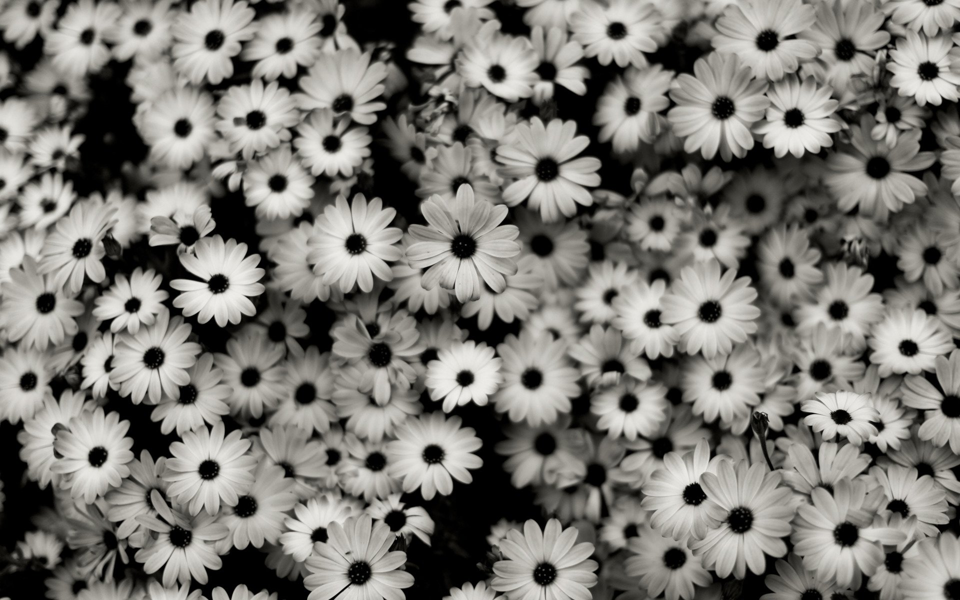 similar desktop black and white flower picture wallpaper desktop black 1920x1200
