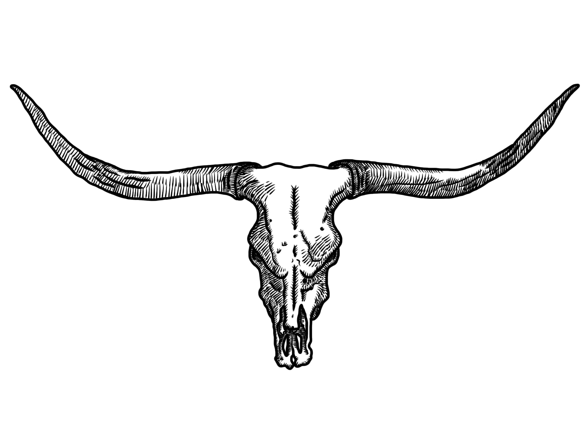 Bull Skull Wallpaper