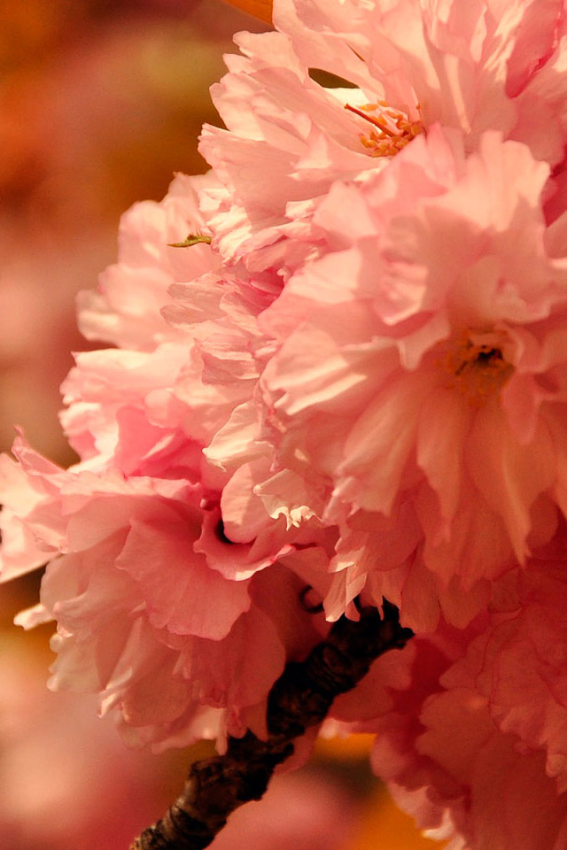 Pink Cherry Blossoms iPhone 4s Wallpaper