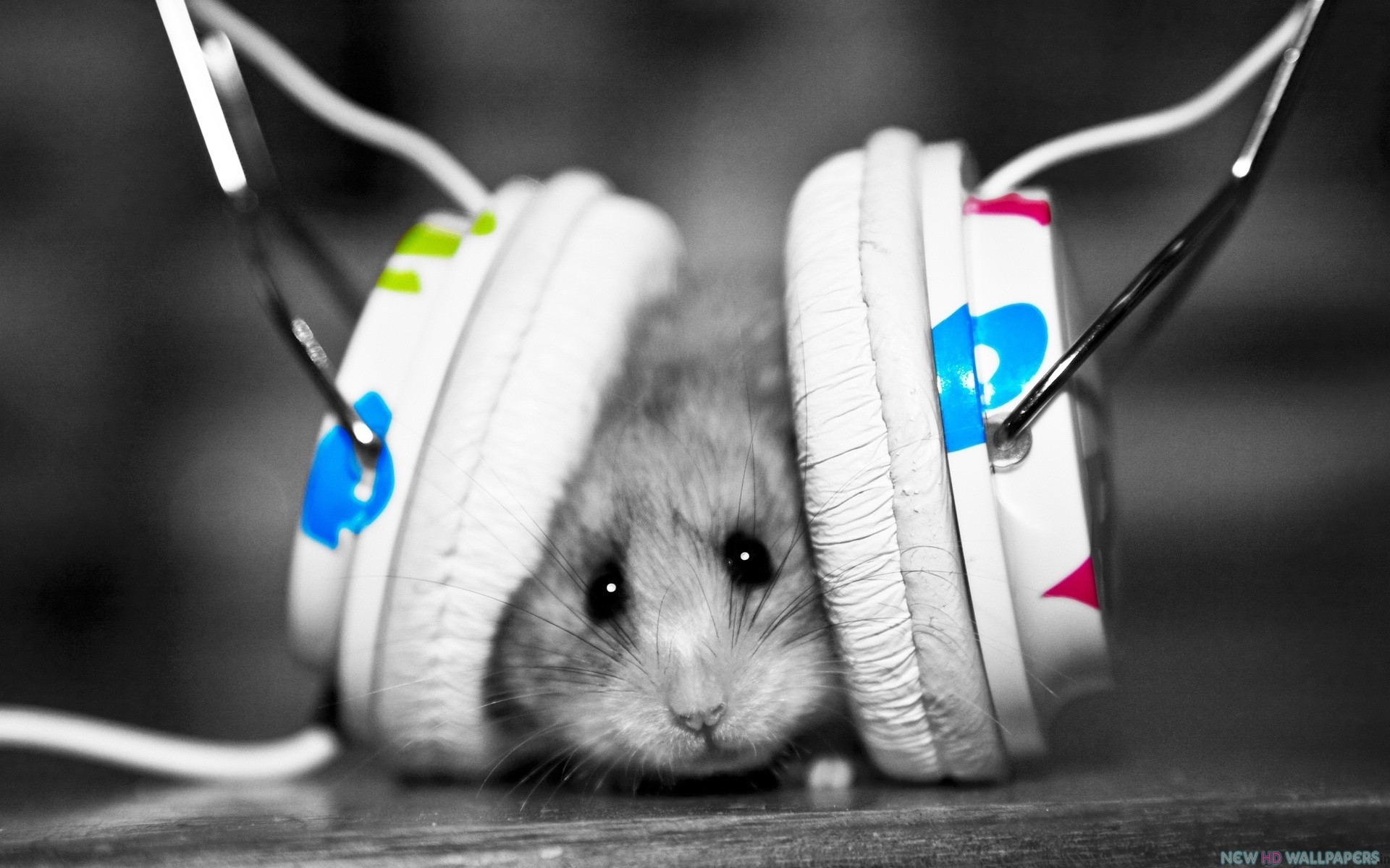Hamster Listen To Music Funny Pics HD Wallpaper