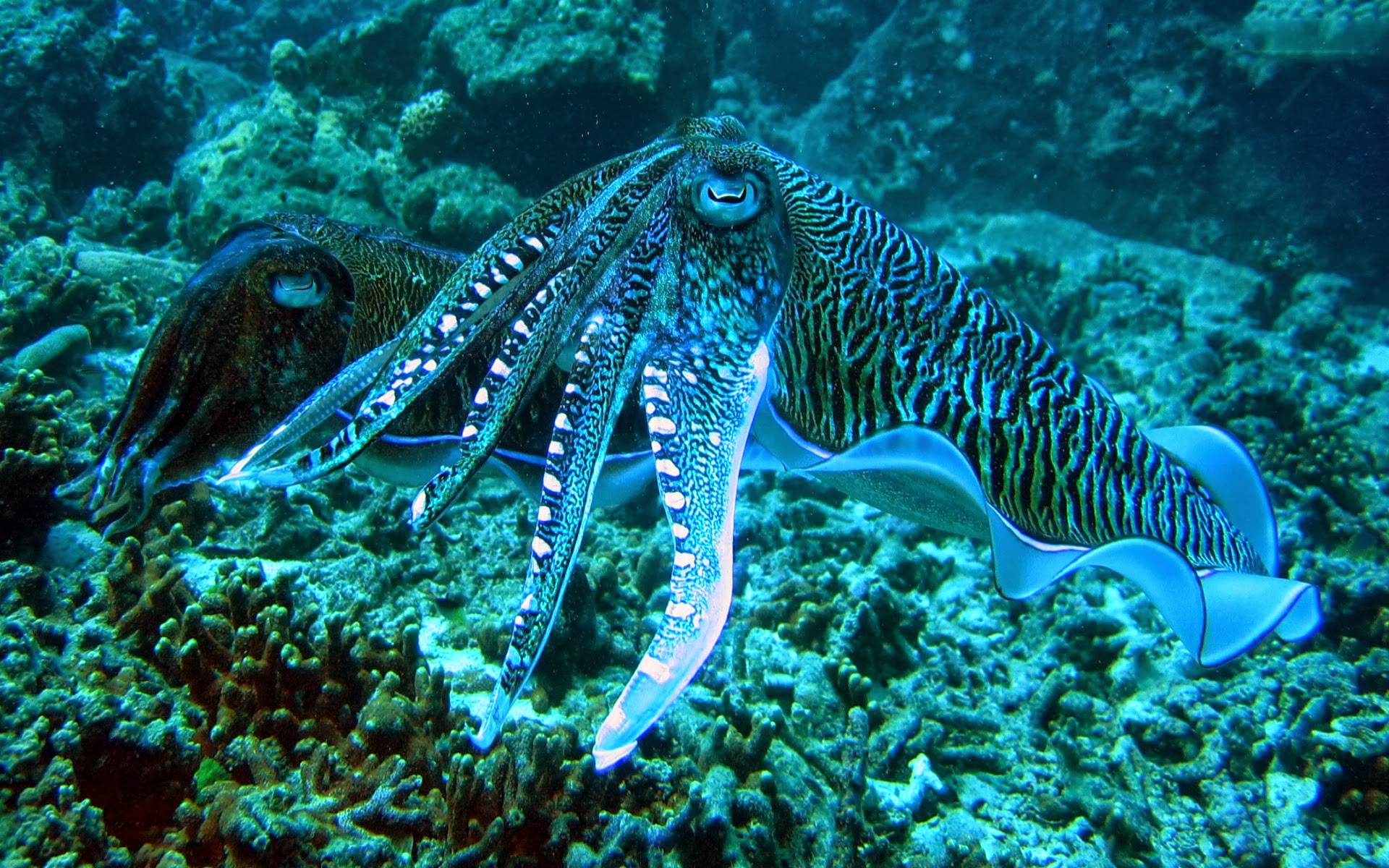 Cuttlefish Wallpaper Marine Life The