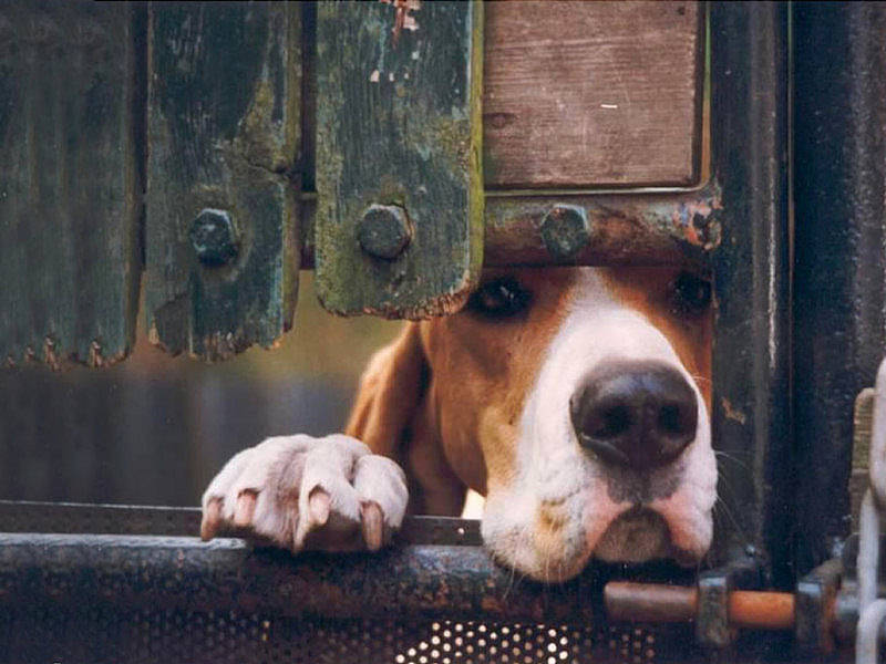 Funny Dog In Fence Best Wallpaper