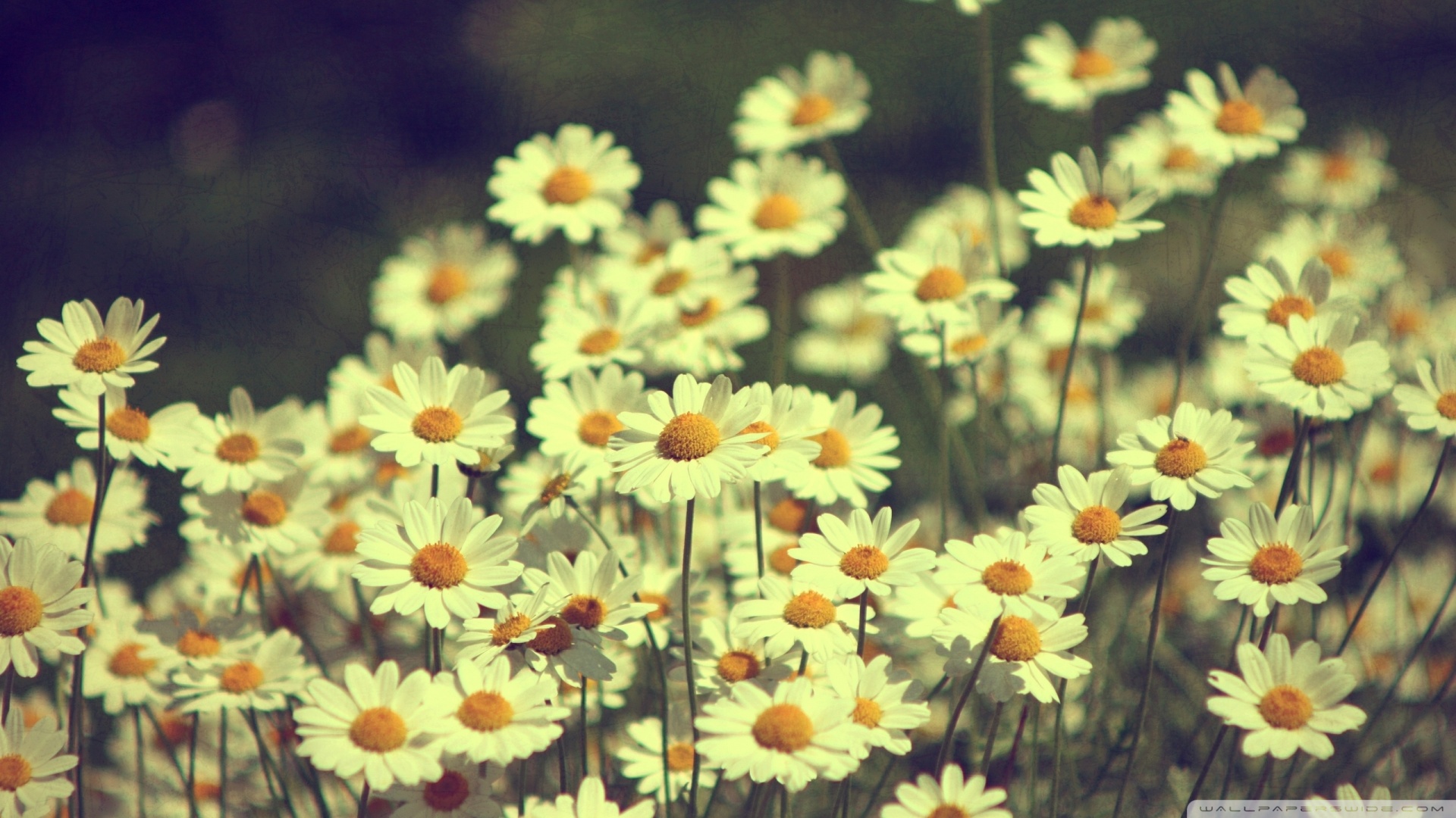 Vintage Daisies Photography Wallpaper