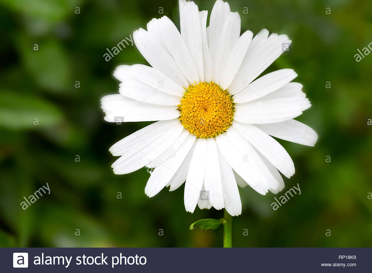 Large White Daisy Flower Close Up On A Green Background Desktop