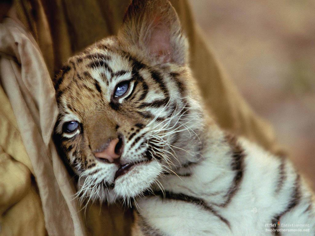 Cute Baby Tiger Cubs Hd Wallpaper In Animals Imageci