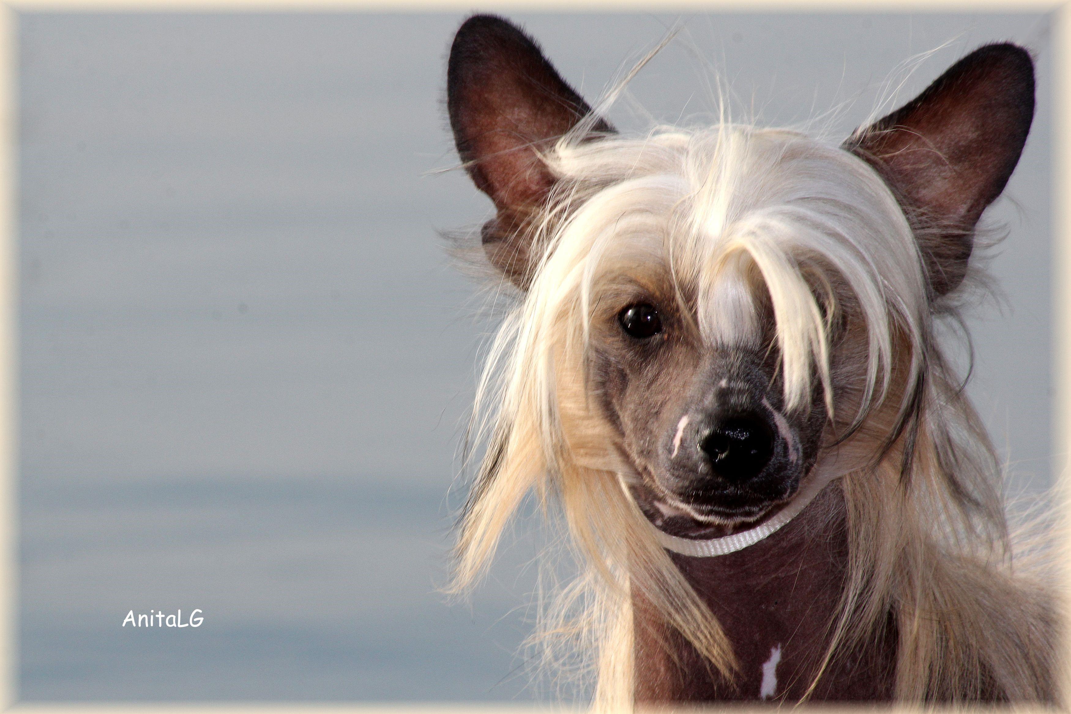 764284 Dogs Chinese Crested Head Glance Snout   Rare Gallery