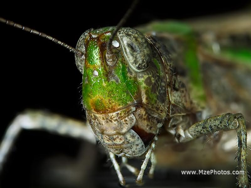 Grasshopper Macro Photo