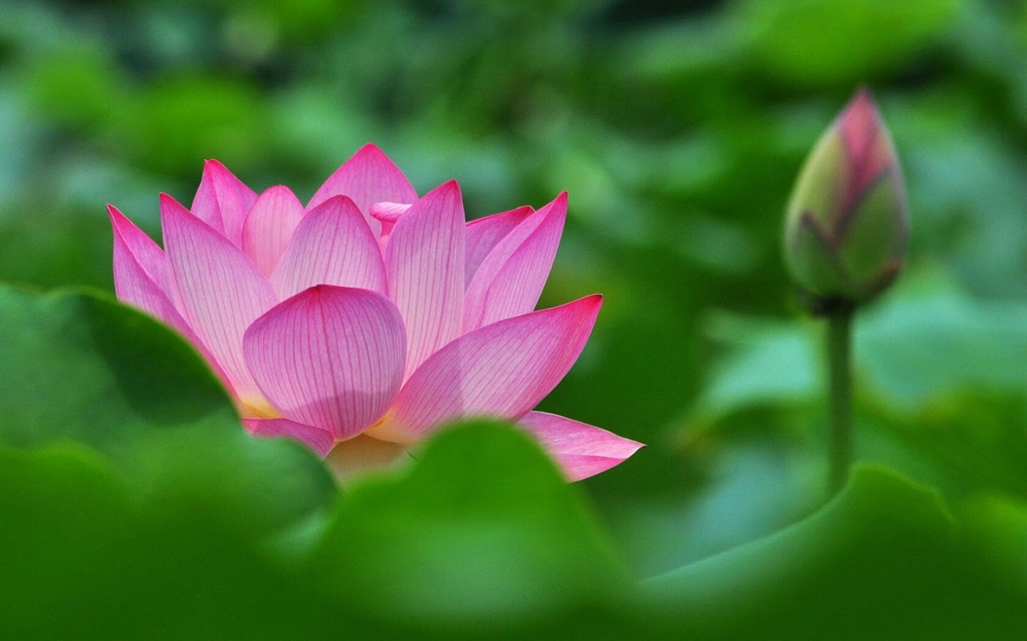 Lotus Flower Wallpaper Android Apps On Google Play