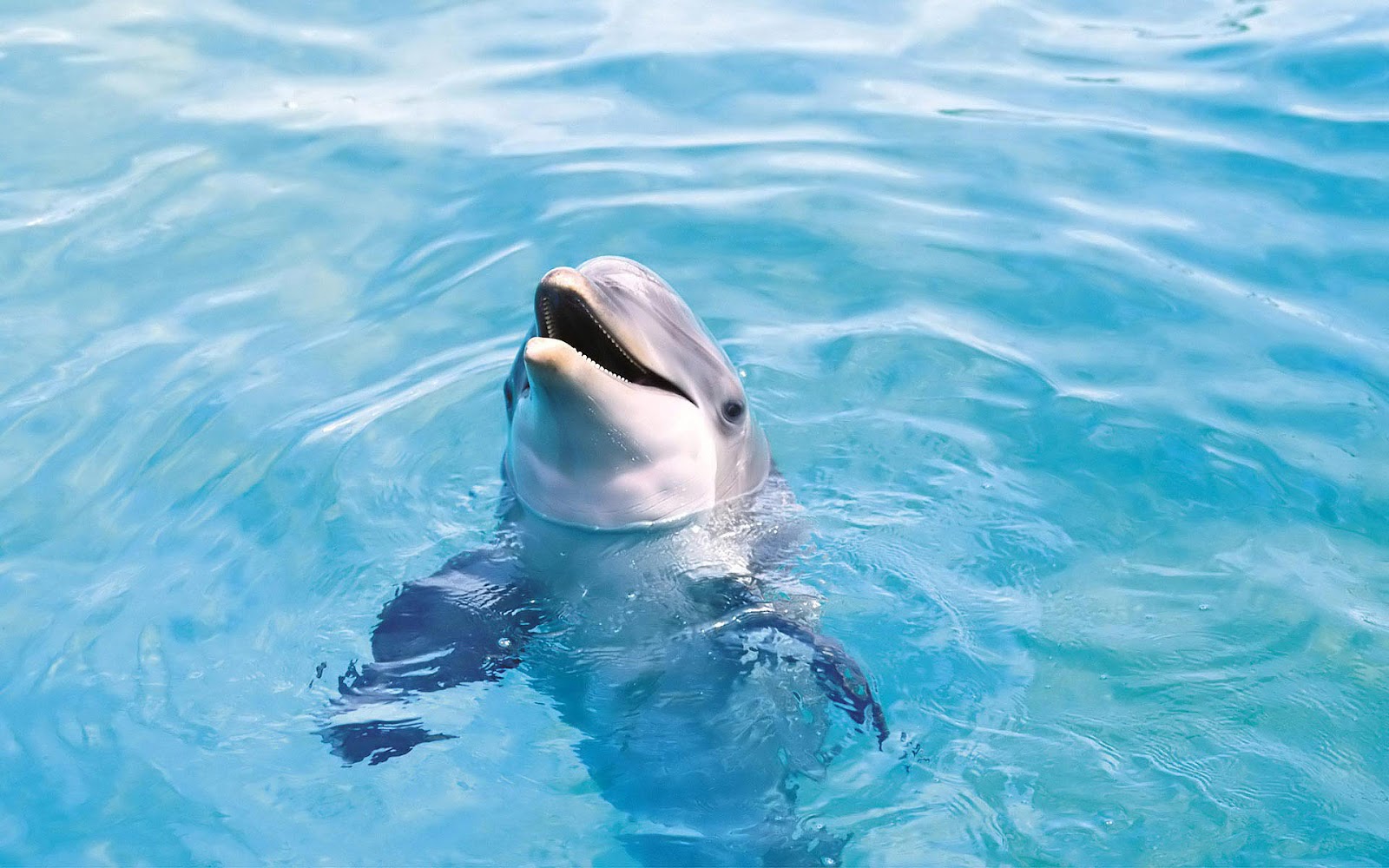 Dolphin With Head Out Of The Water HD Dolphins Wallpaper Background
