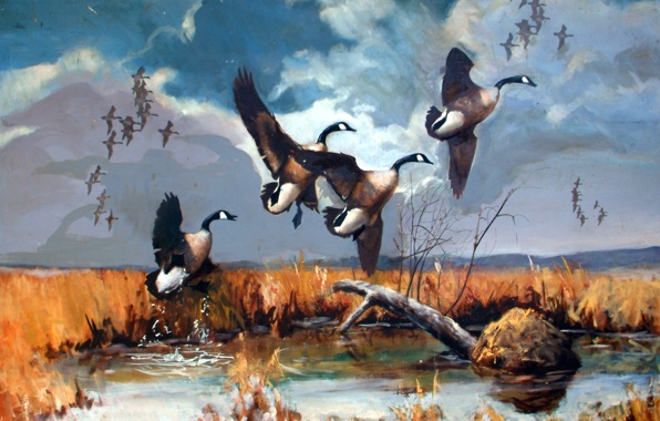 Wallpaper Goose Flying Canadian Geese