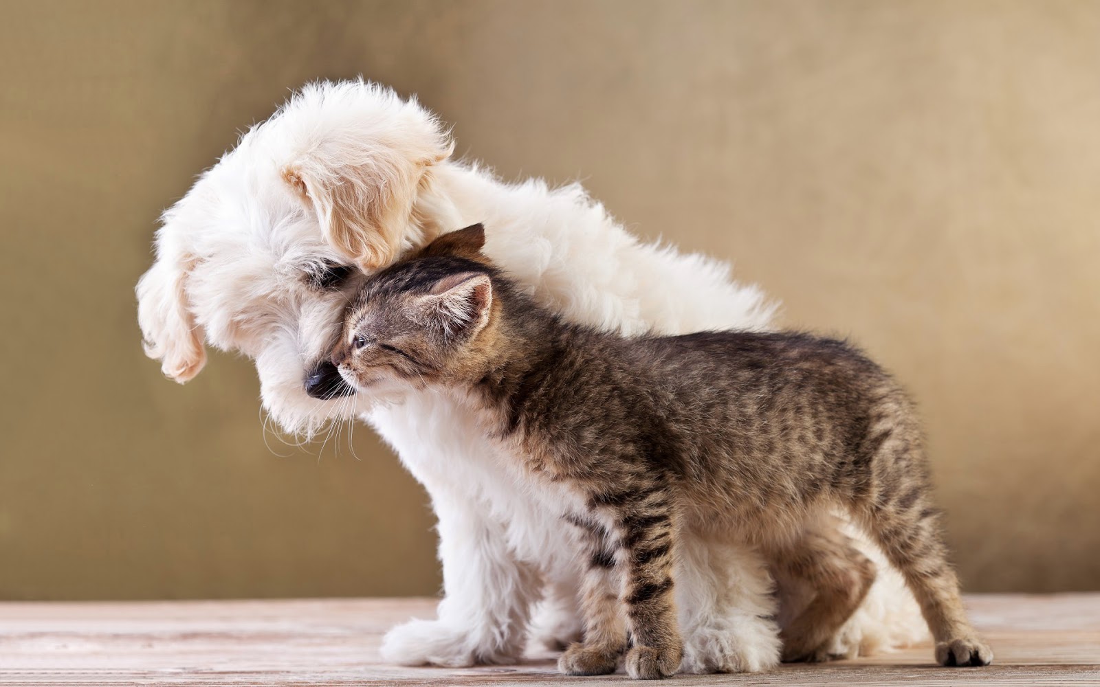 Photo Cat And Dog Cuddling HD Animals Wallpaper