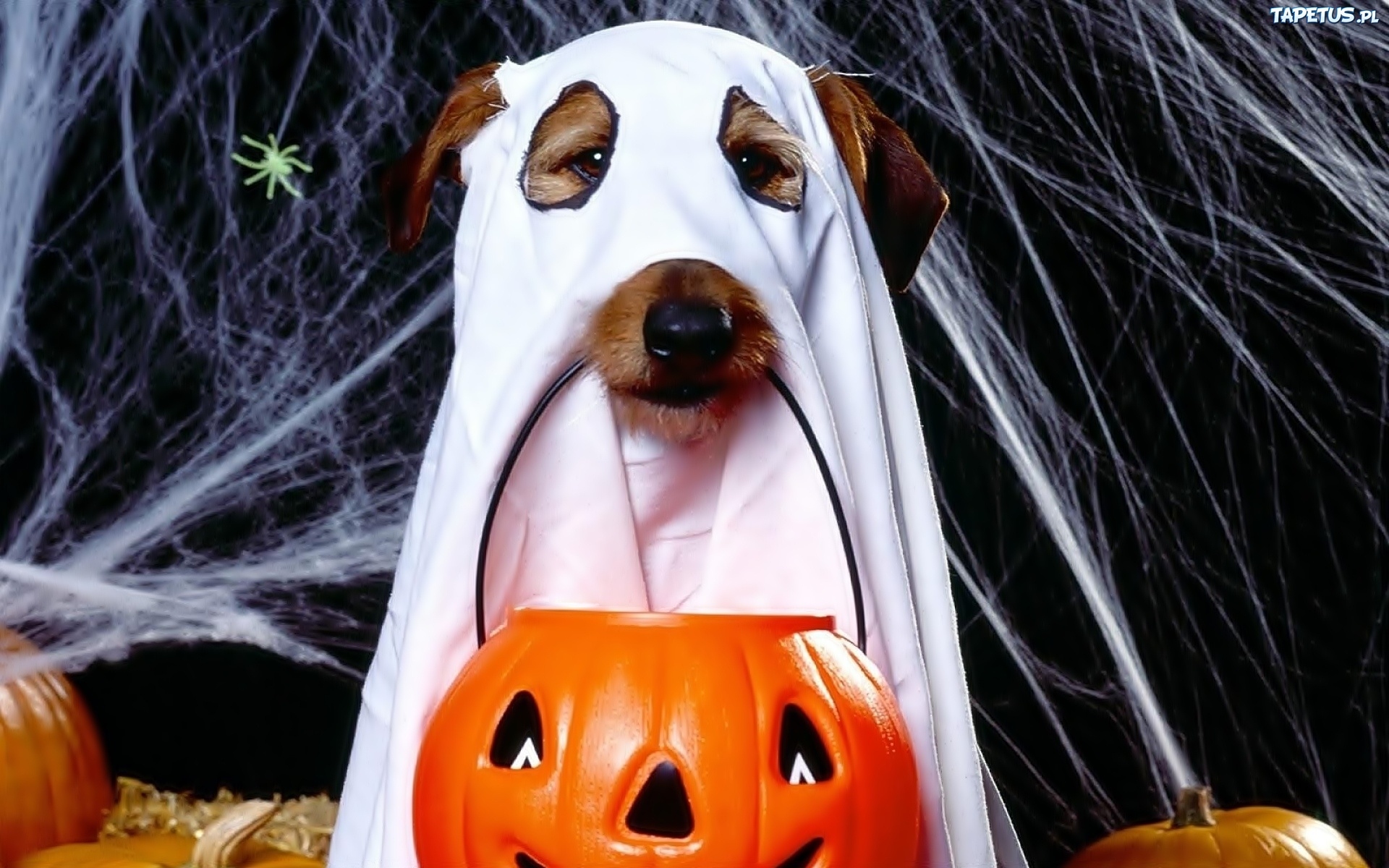 Tapeta Halloween Pies Duch Dynia Paj K Czyna