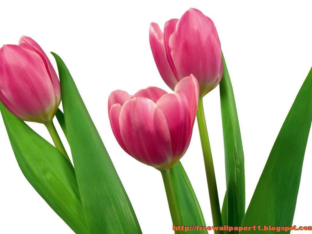 Best High Desnsity Quality For Pink Tulip Flower Wallpaper