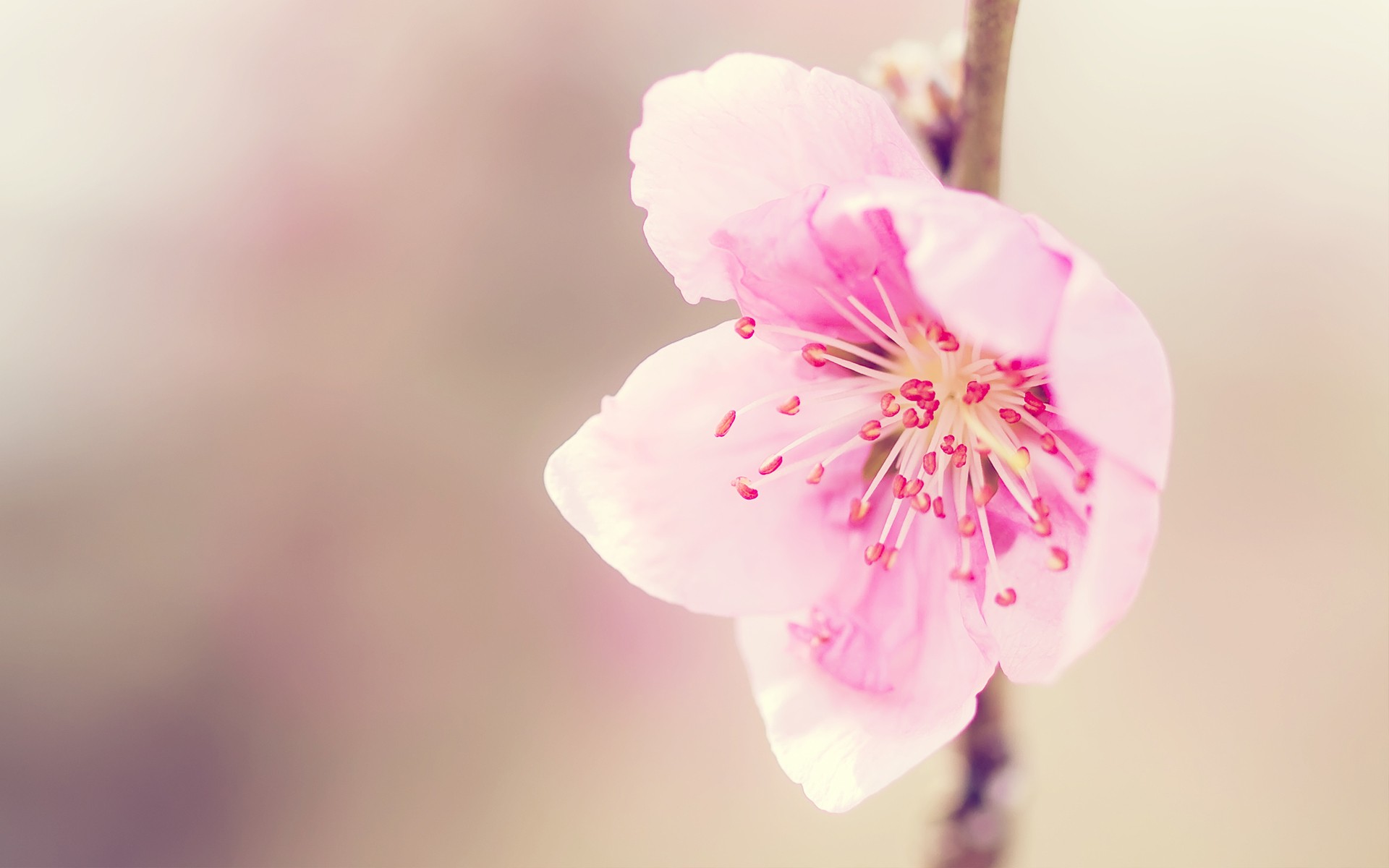 Peach Blossom 1920x1200 Wallpapers 1920x1200 Wallpapers Pictures