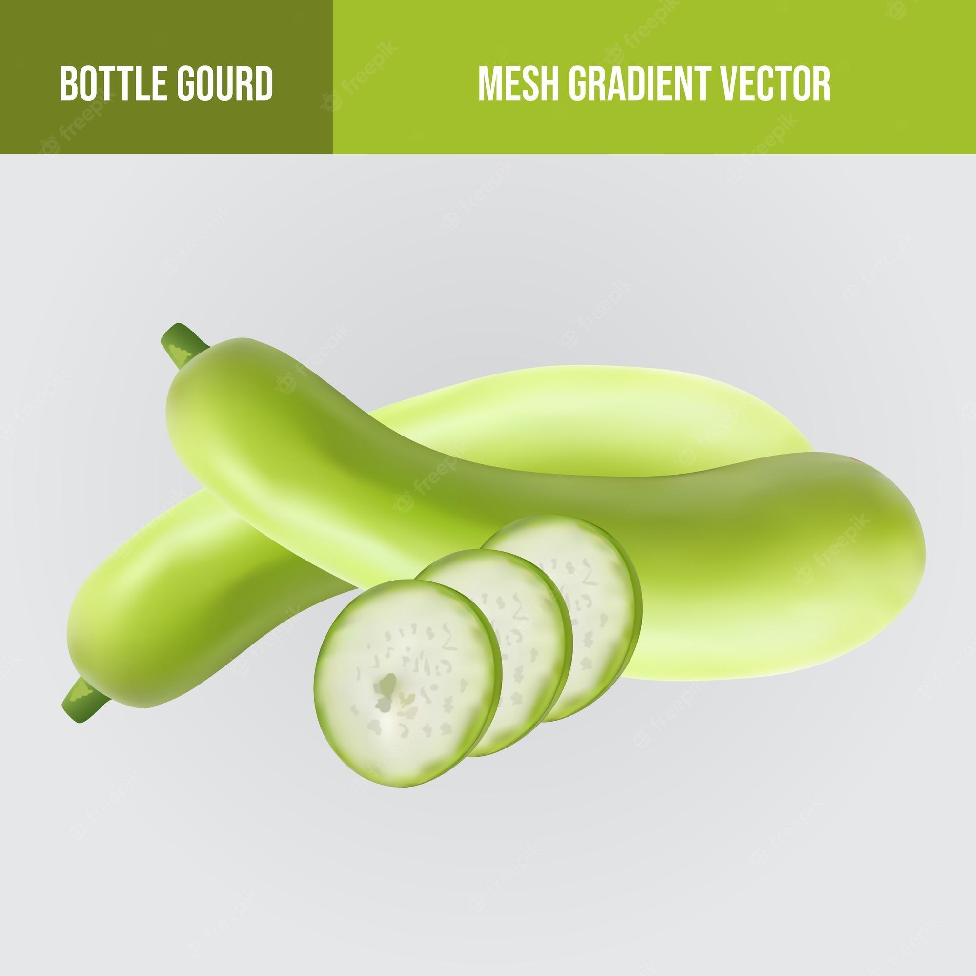 Premium Vector Realistic Bottle Gourd Vegetable Illustration