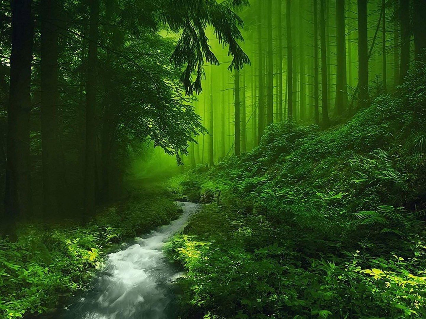 Green Nature Deep Forest River Wallpaper