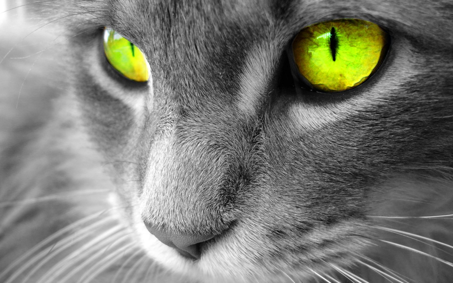 HD Cat With Awesome Eye Wallpaper Pixel Animal