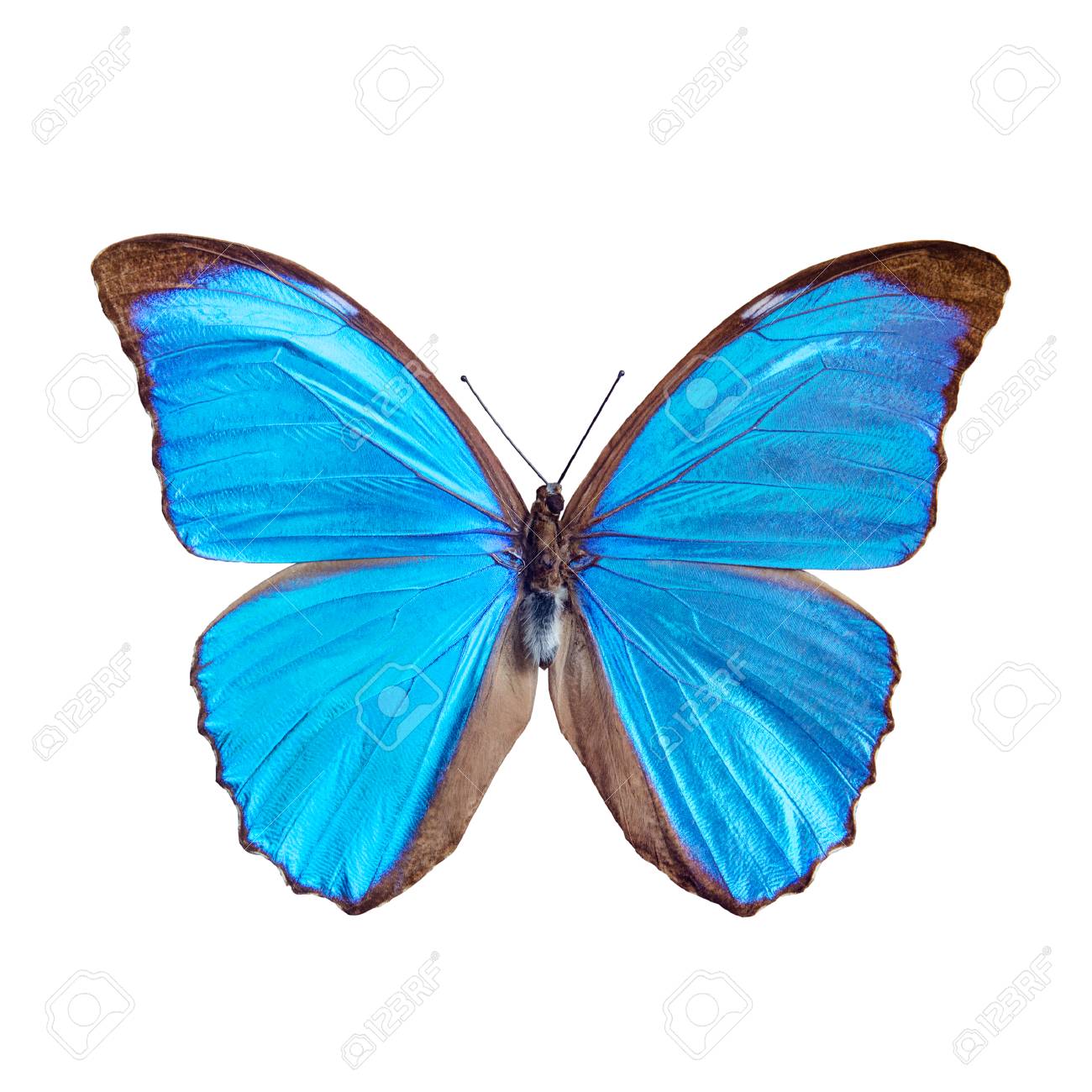 Blue Butterfly Tropical Morpho Menelaus Brasil Isolated On