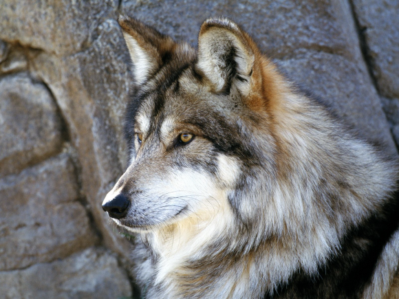 Wolf Wallpaper Silent
