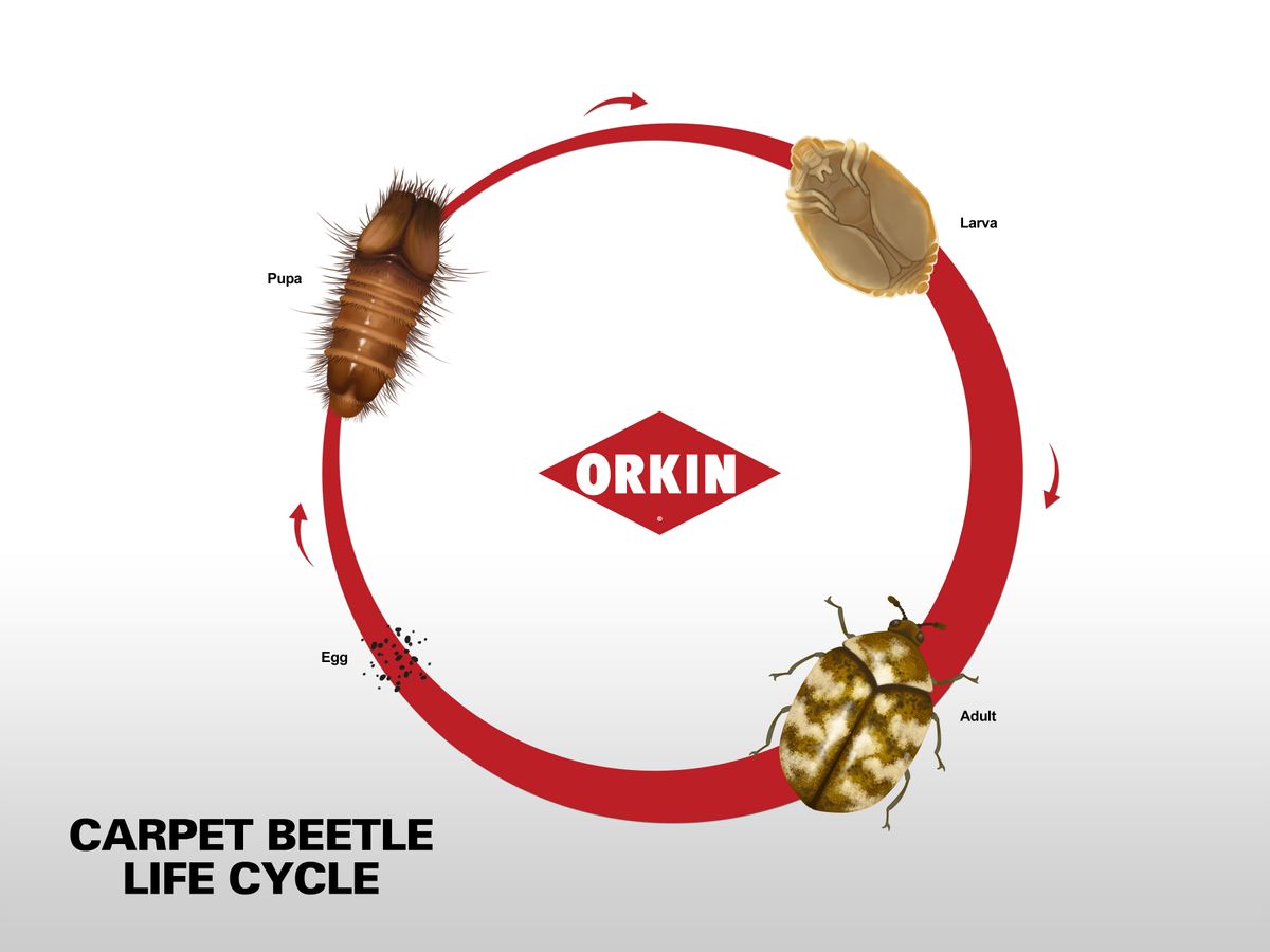 Life Cycle Of Carpet Beetle Wallpaper